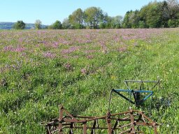 Blumenwiese