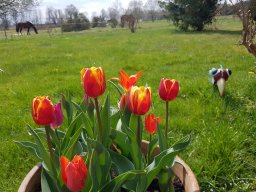 Blumenwiese