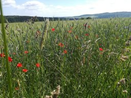 Blumenwiese