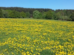 Blumenwiese