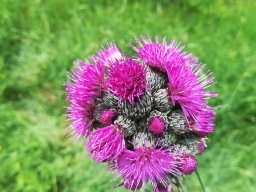 Blumenwiese