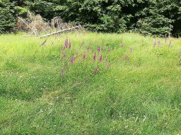 Blumenwiese