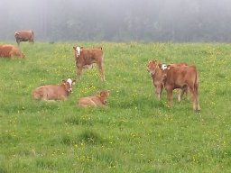 Langweiler